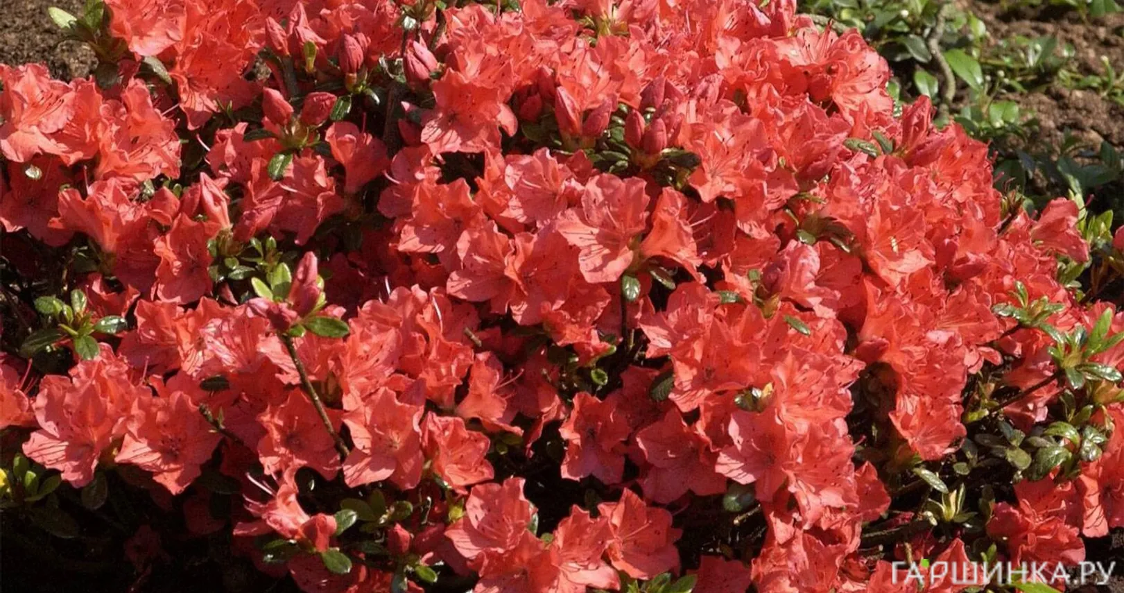 Рододендрон Гейша Оранж японский