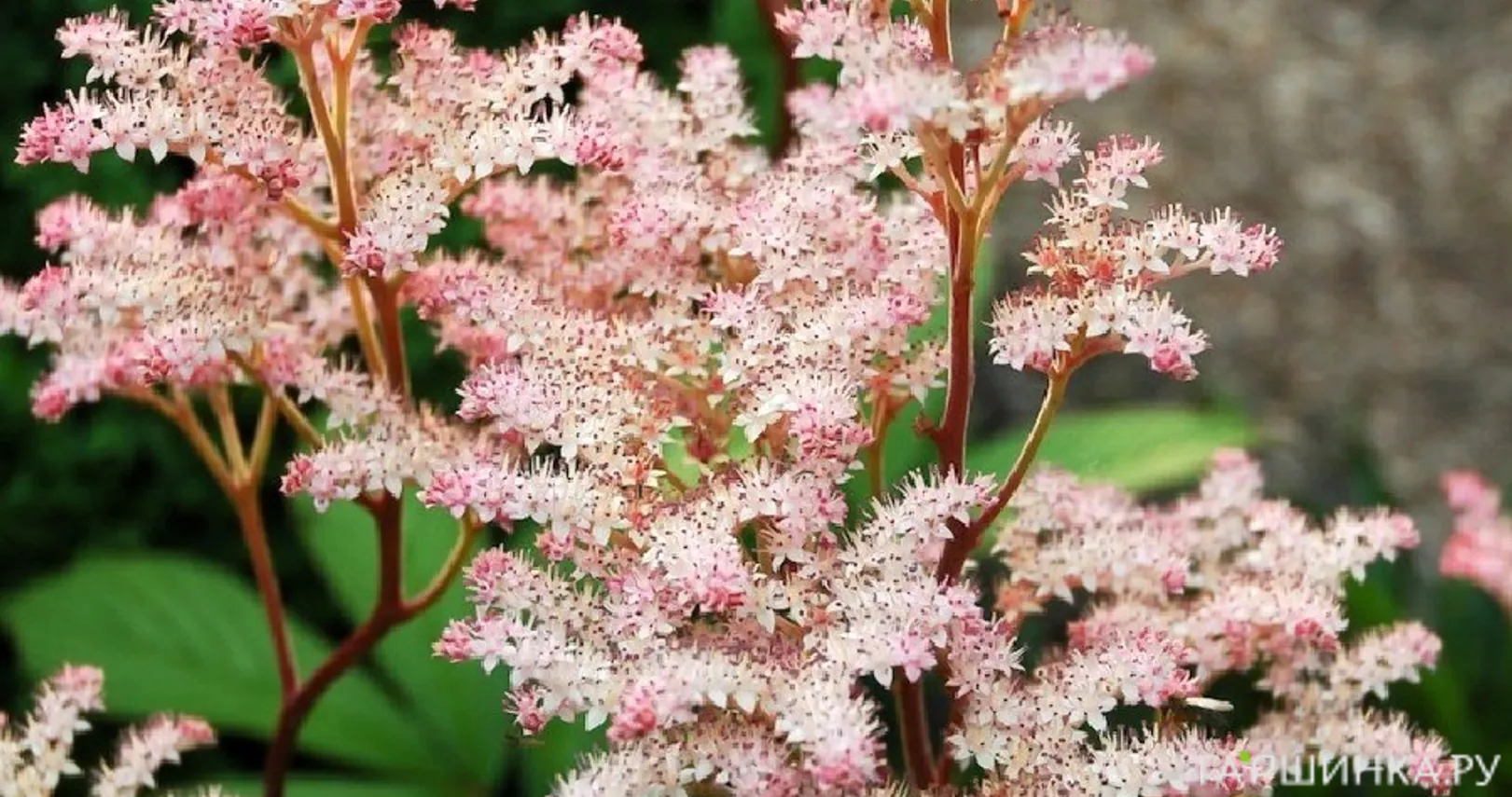 Роджерсия Ди Шон перистая