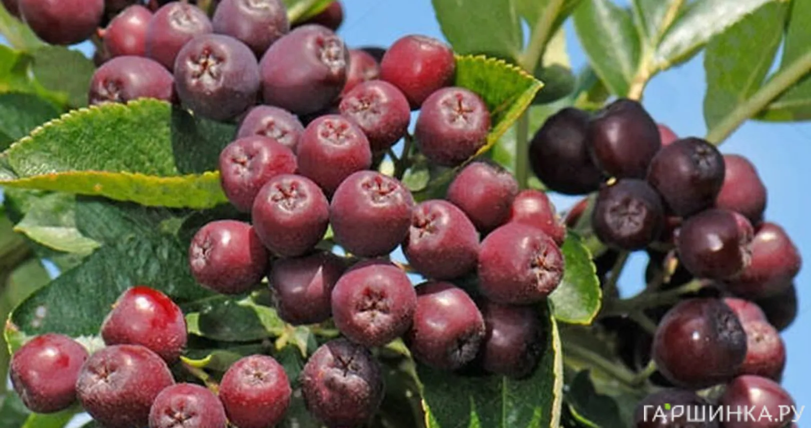 Рябина Бурка