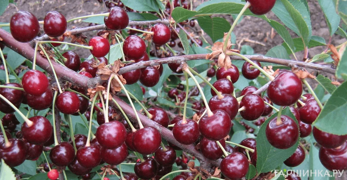 Вишня Щедрая