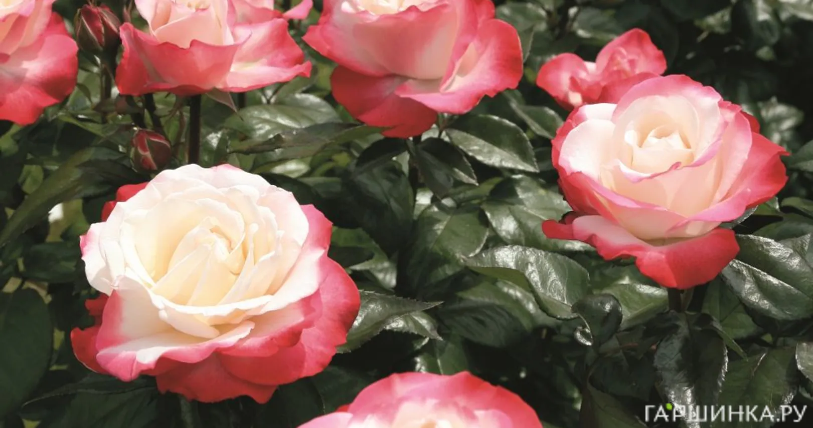 Роза Сентимент чайно-гибридная, Imperial Rose