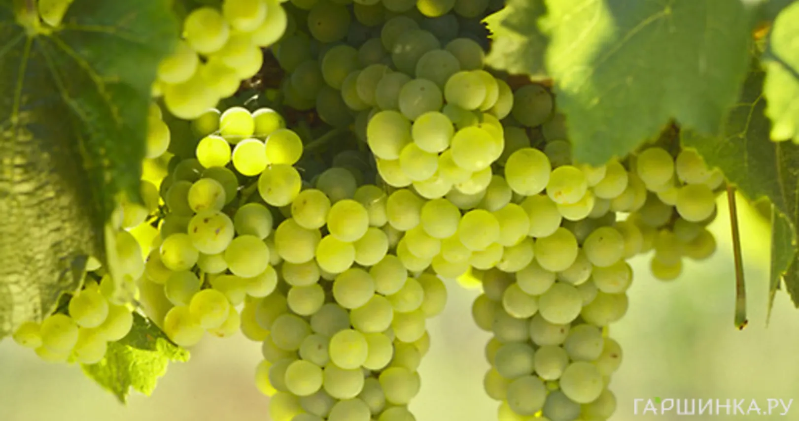 Виноград Шардоне Блан