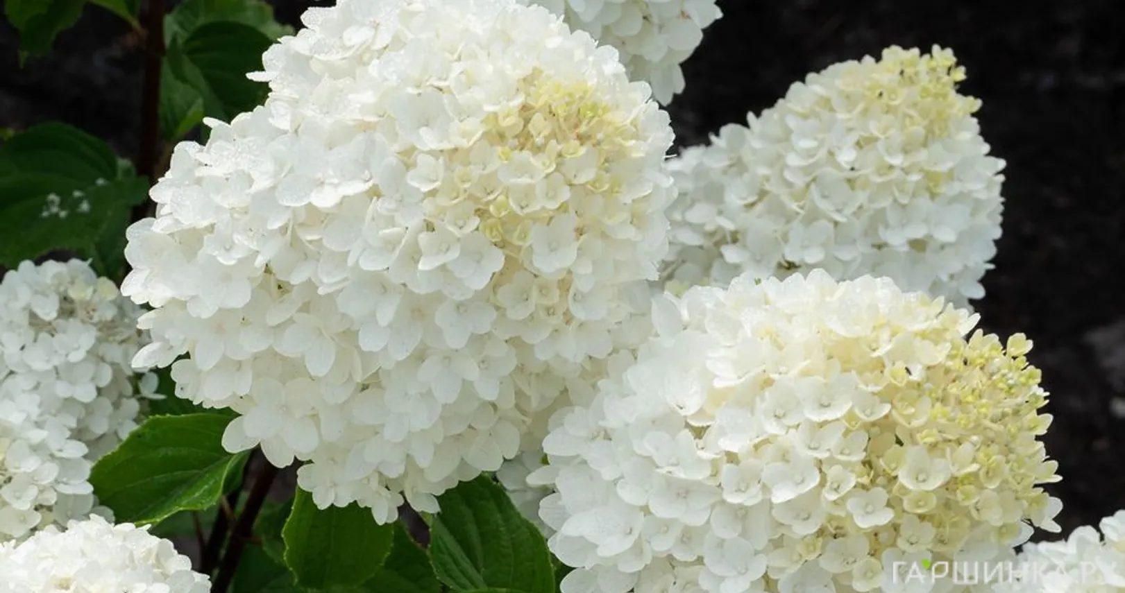 Гортензия Шугар Раш (Сахарная лихорадка) метельчатая