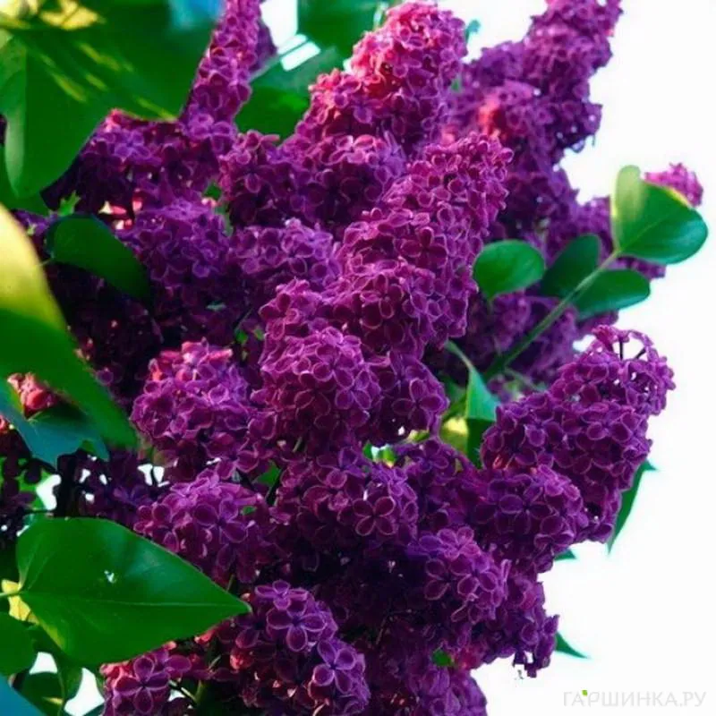 Сирень обыкновенная Людвига Шпета на штамбе 100 см