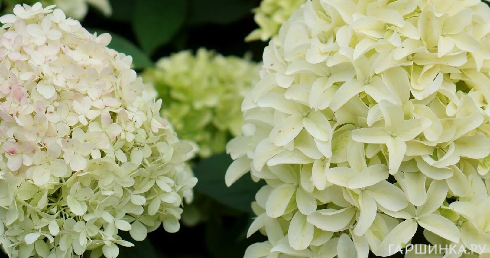 Гортензия Скайфолл (Небосклон) метельчатая