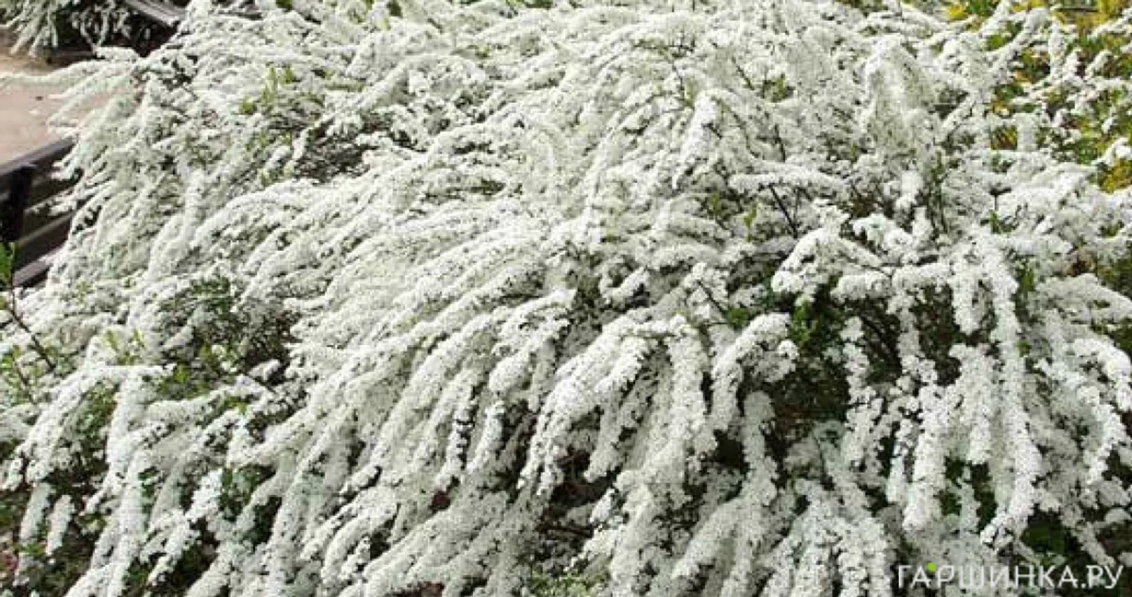 Спирея Грефшейм серая