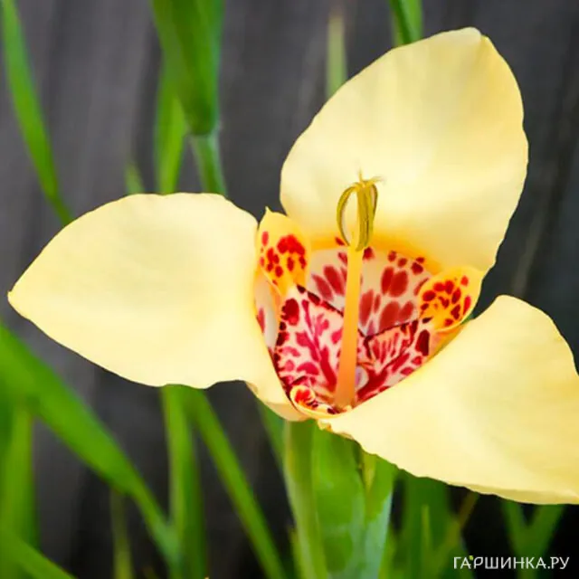 Тигридия Крем 10 шт