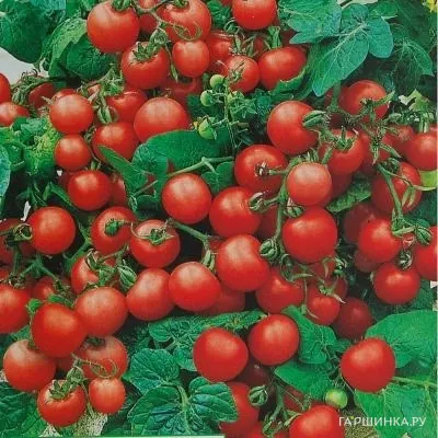 Томат Красная шапочка 20шт
