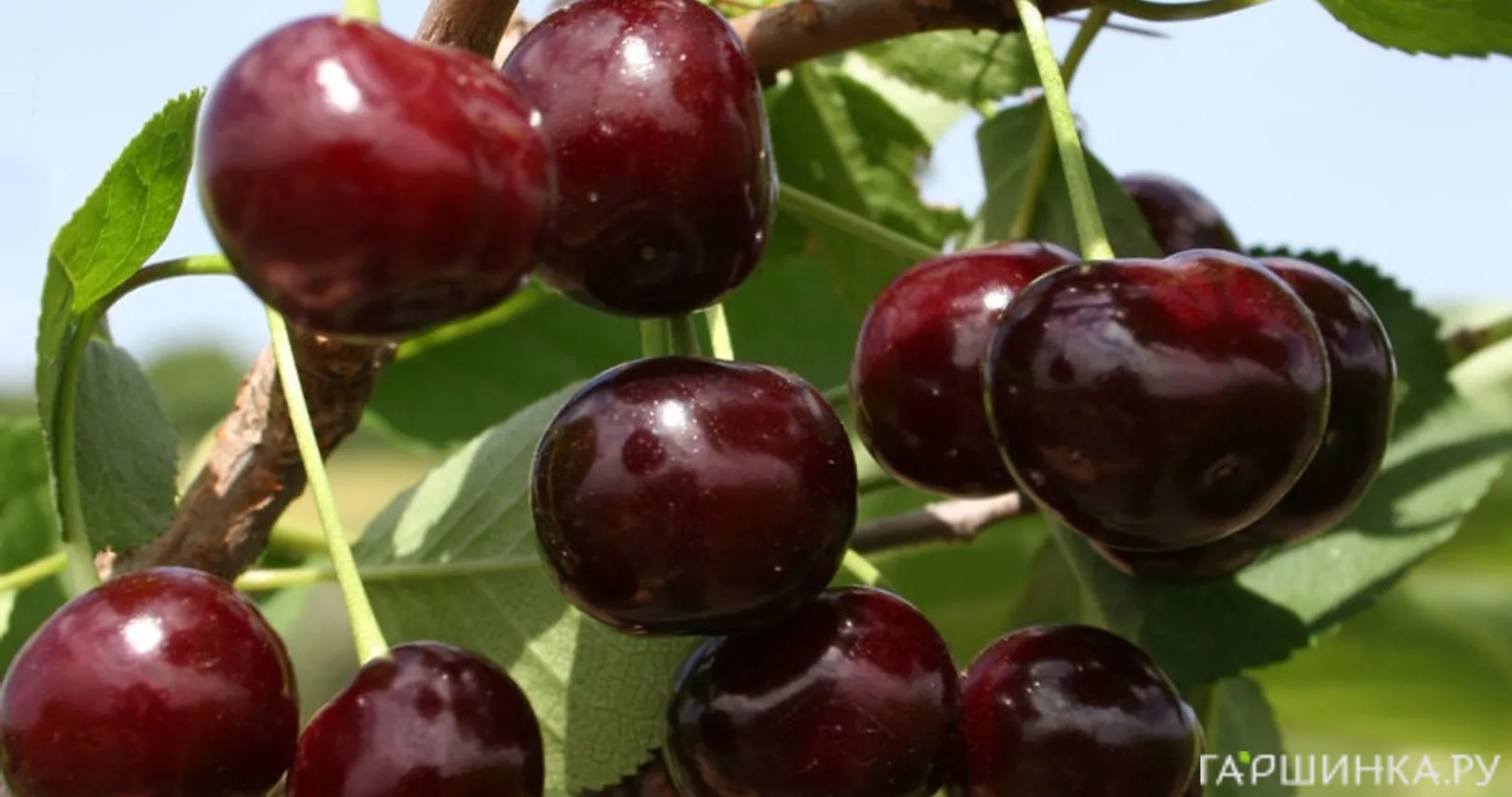 Вишня Жуковская