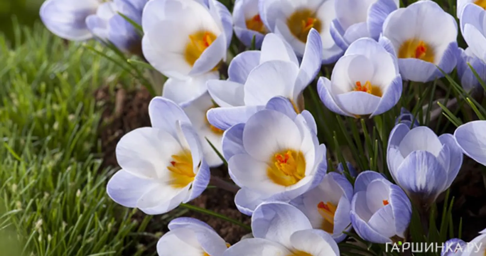 Крокус Блю Перл 15 шт