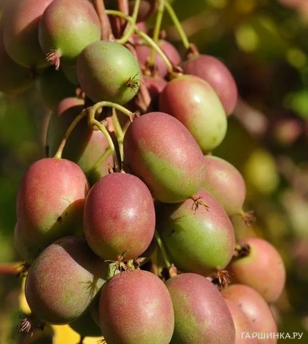 Актинидия (мини киви) Ананасная (женский сорт)