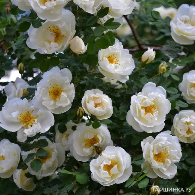 Шиповник белый