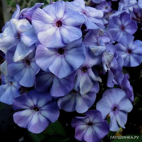 Флокс Блу Бой метельчатый