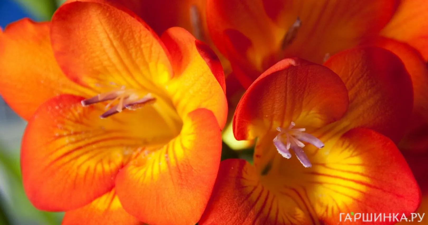 Фрезия махровая Дабл Оранж 10шт.