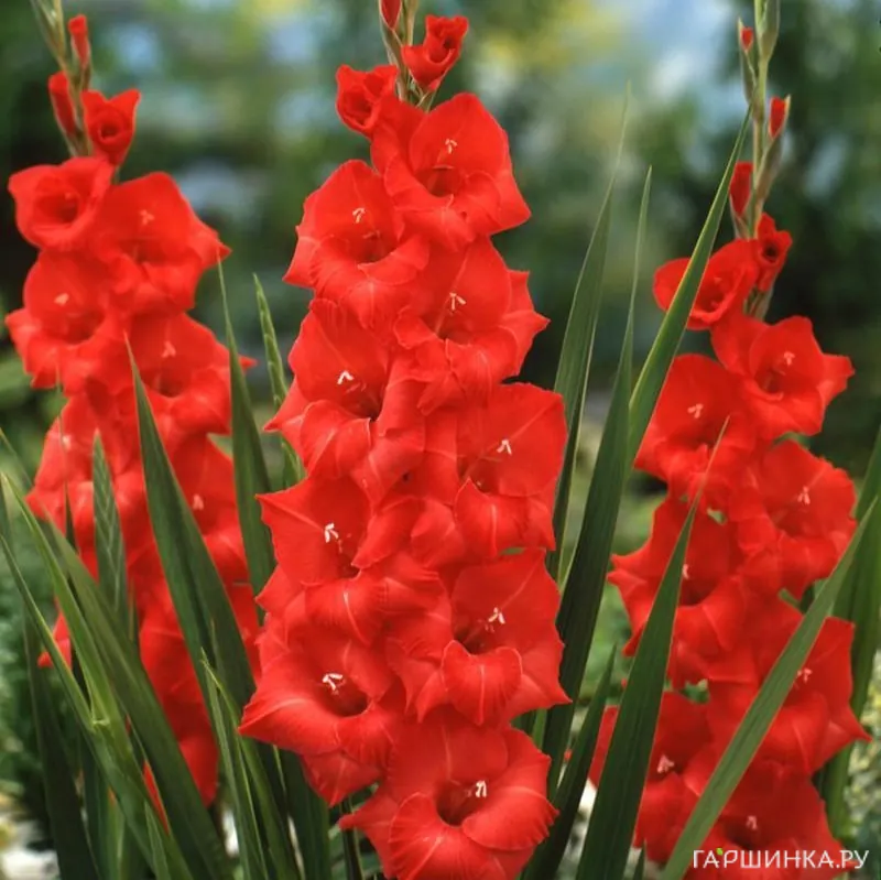 Гладиолус крупноцветковый Матчпоинт 7шт.