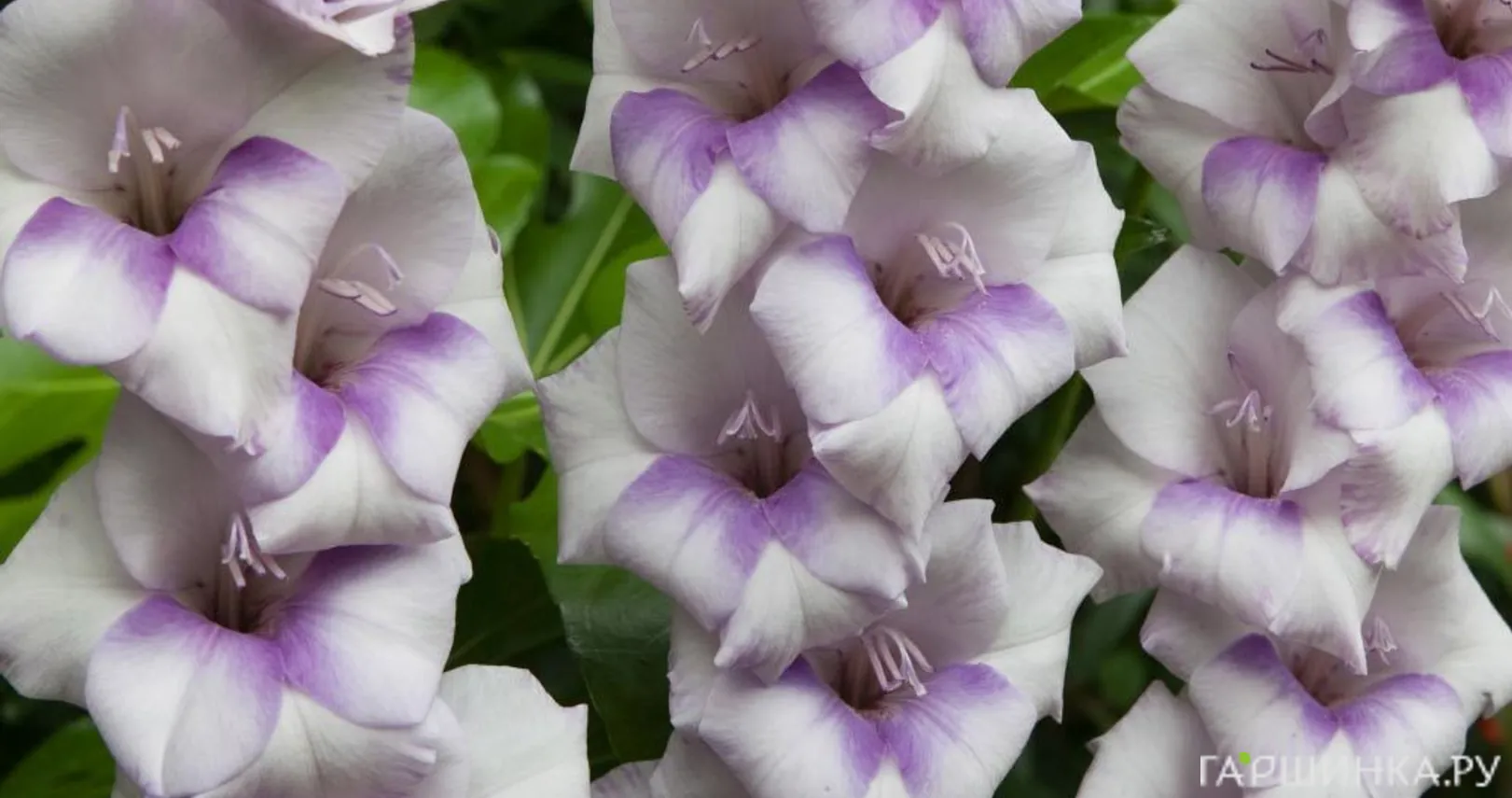 Гладиолус крупноцветковый Кондор Пасса 5шт