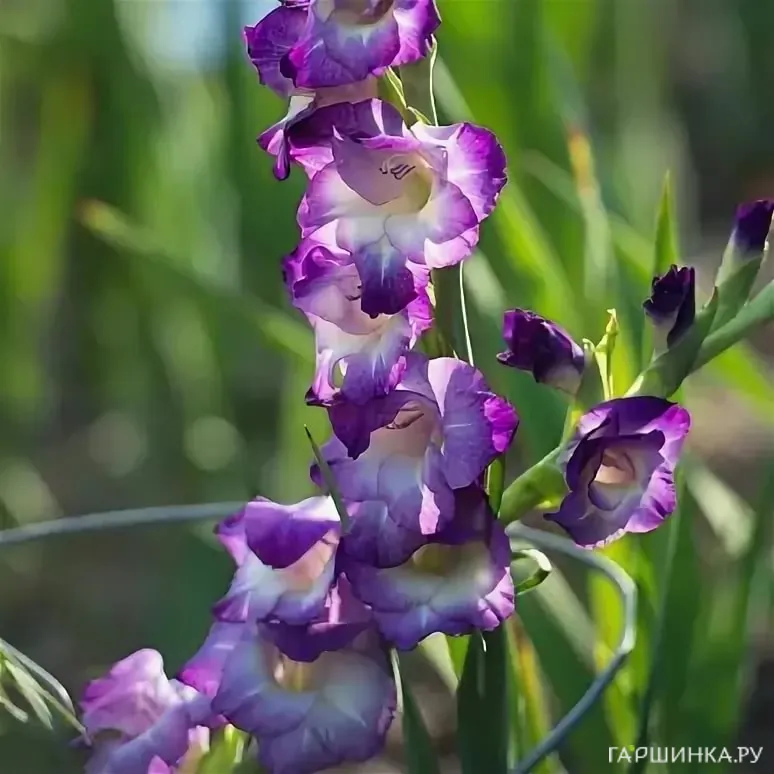 Гладиолус Кингс Линн 5 шт