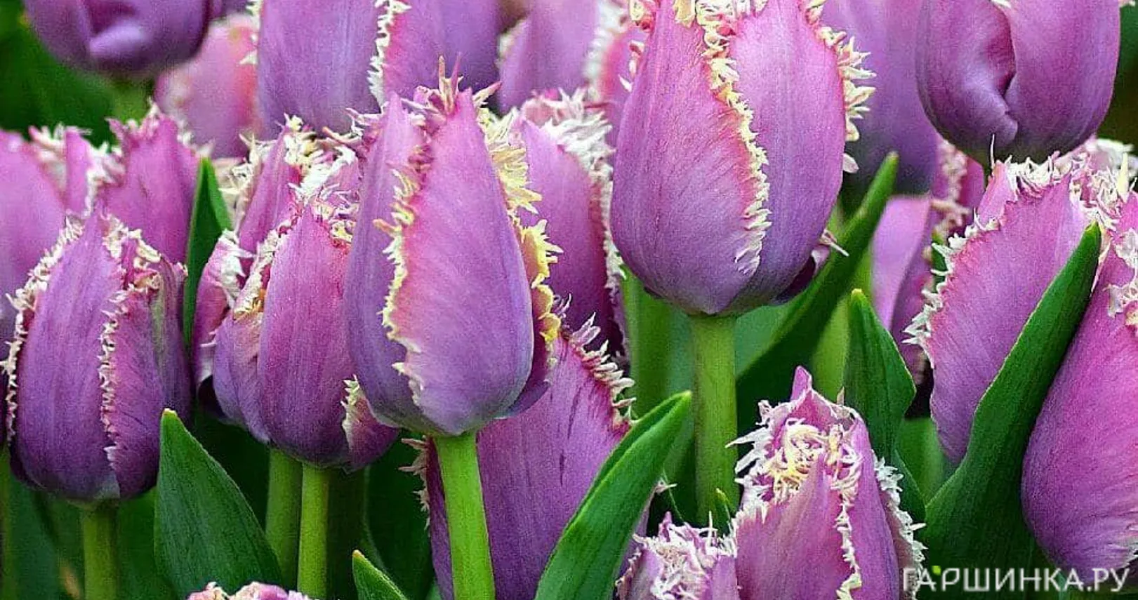 Тюльпан Камминз бахромчатый 5шт.