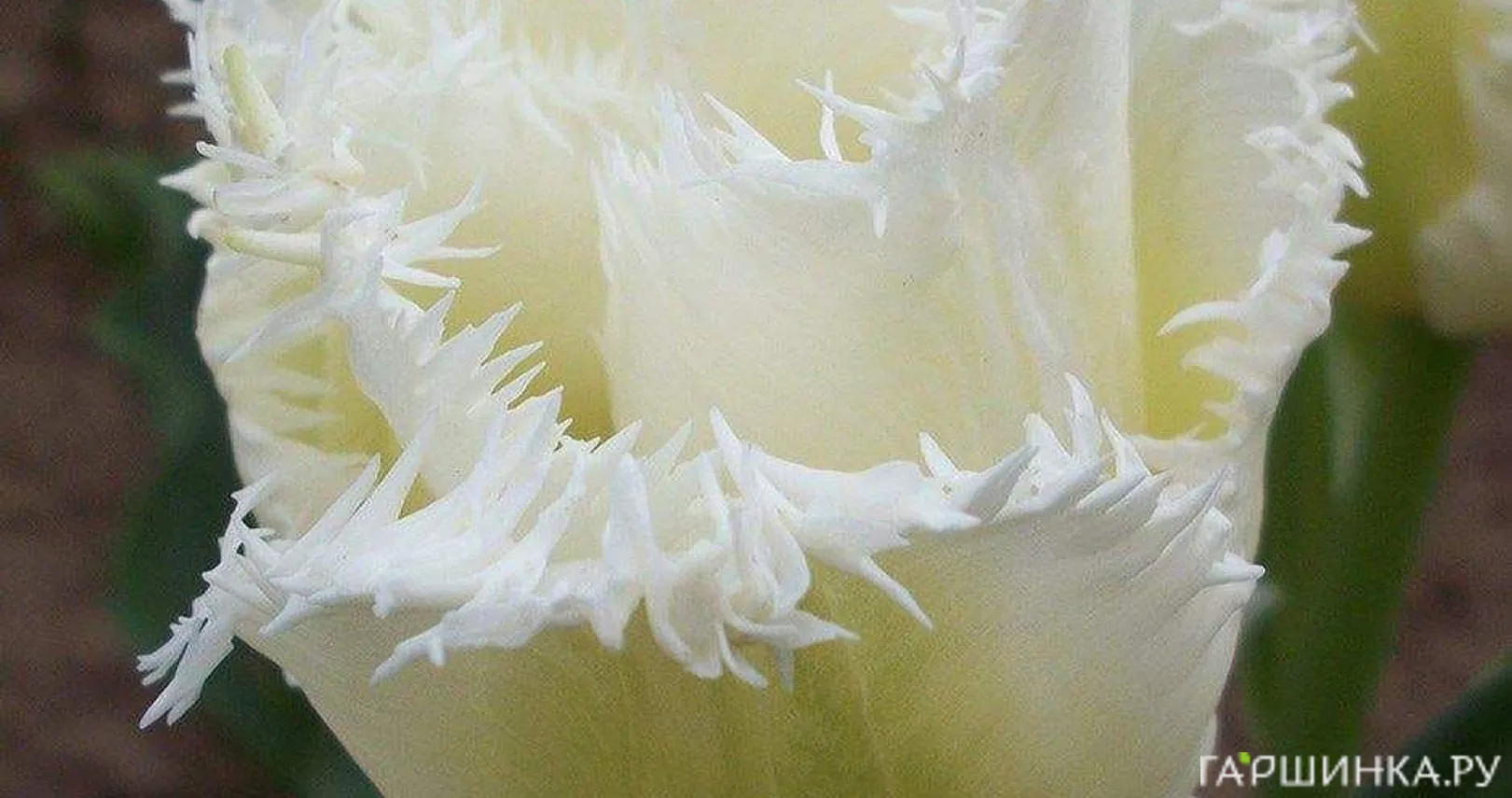 Тюльпан Ханимун бахромчатый 5шт.