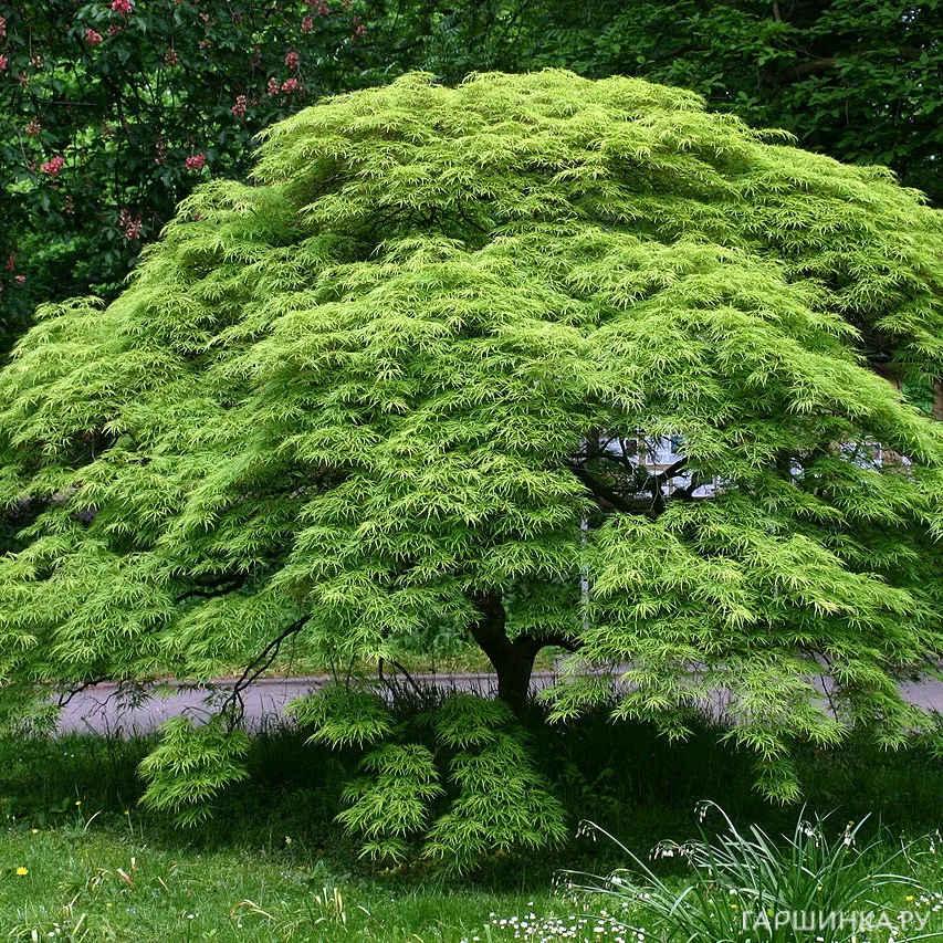 Клен веерный