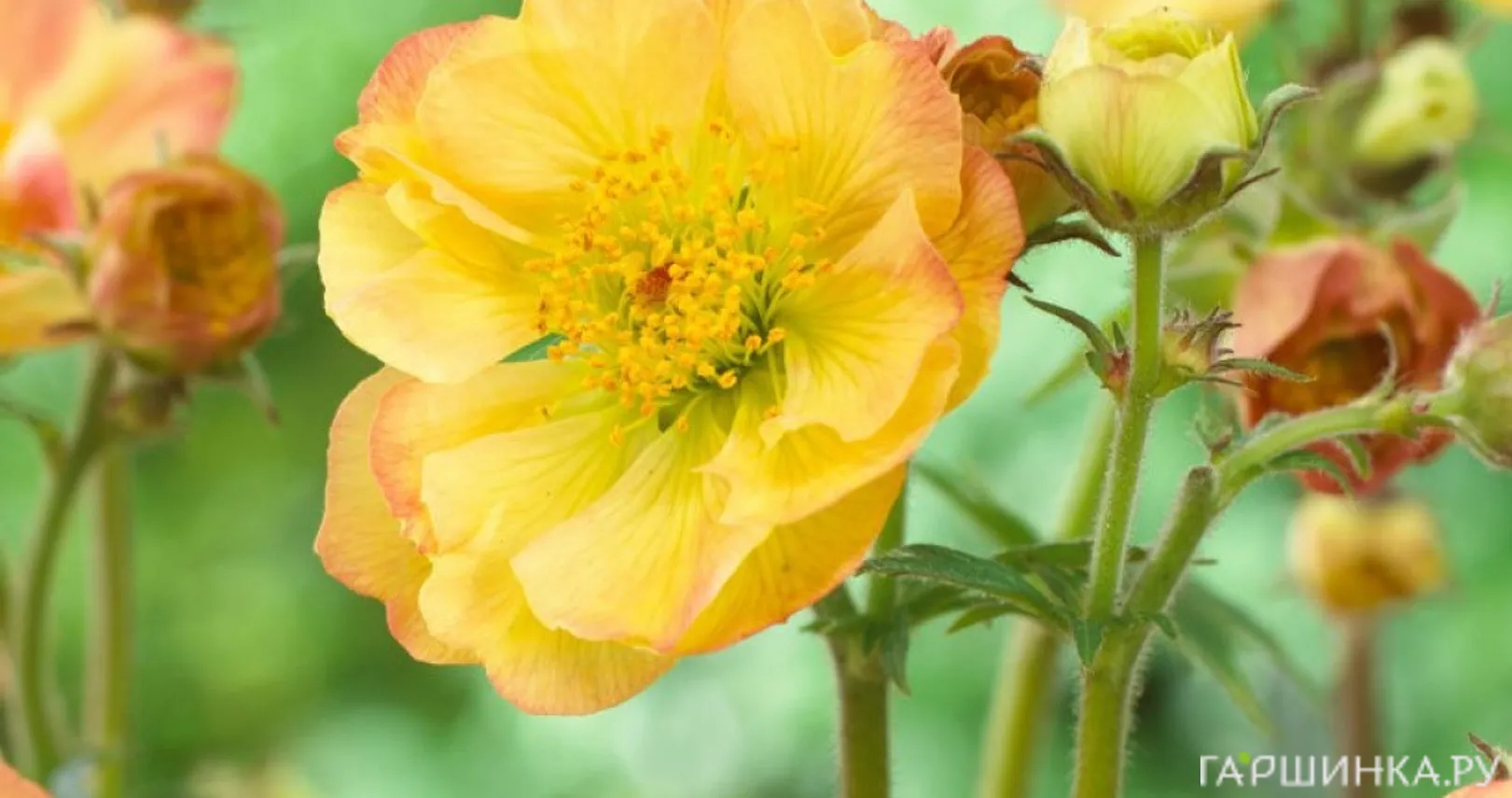 Гравилат Сенсейшн Липстик