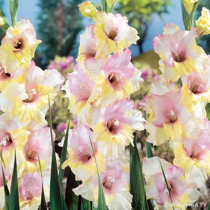 Гладиолус Мон Амур