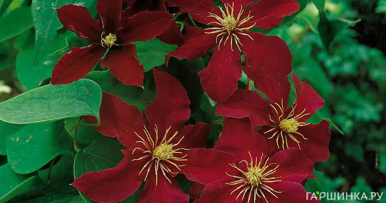 Клематис Ниобе крупноцветковый (3)