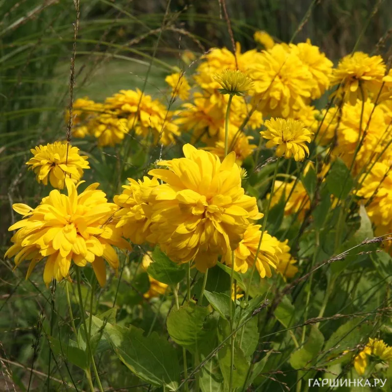 Рудбекия Голдквелле рассеченная