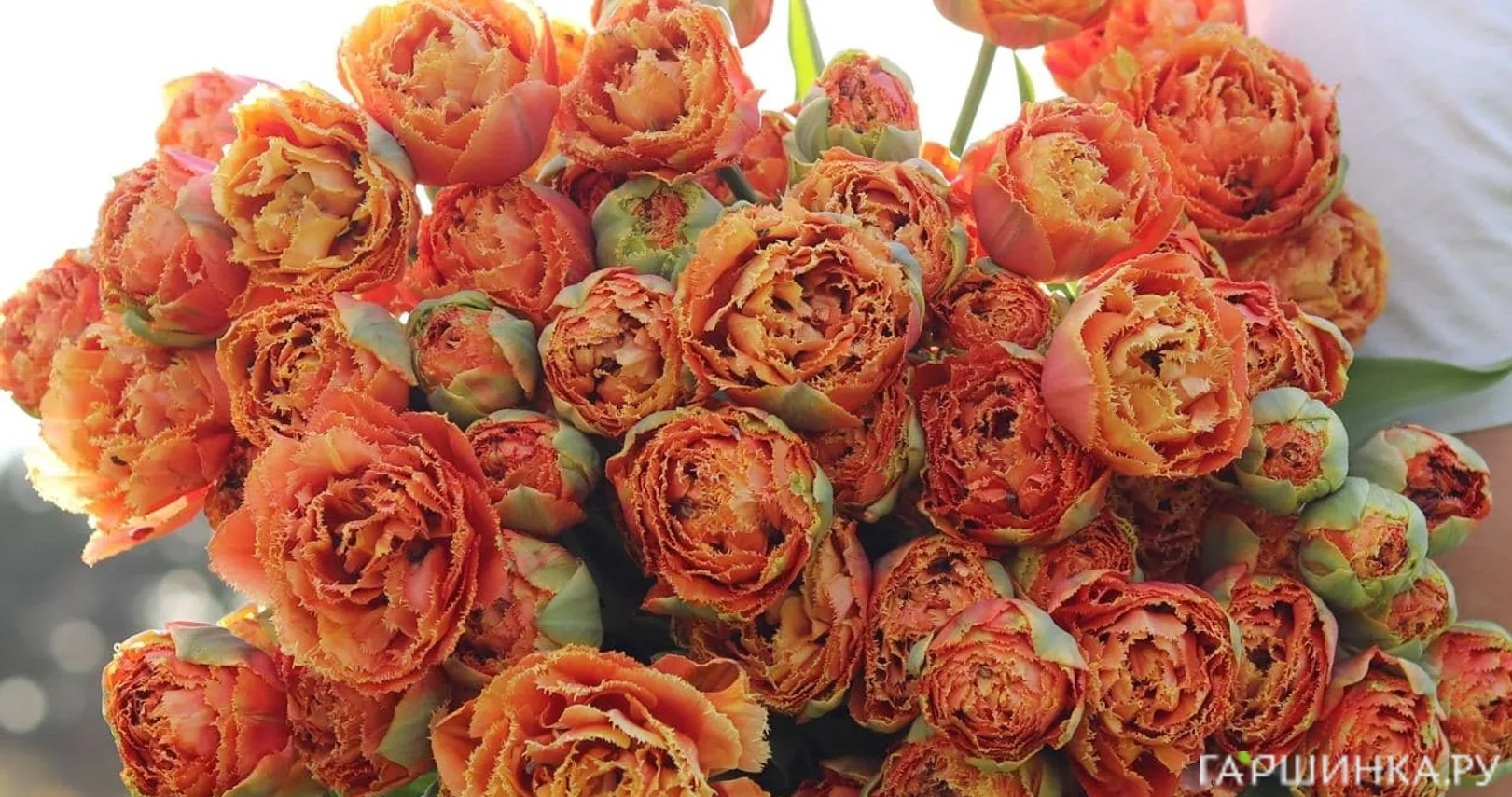 Тюльпан Сеншуал Тач бахромчатый 5шт.