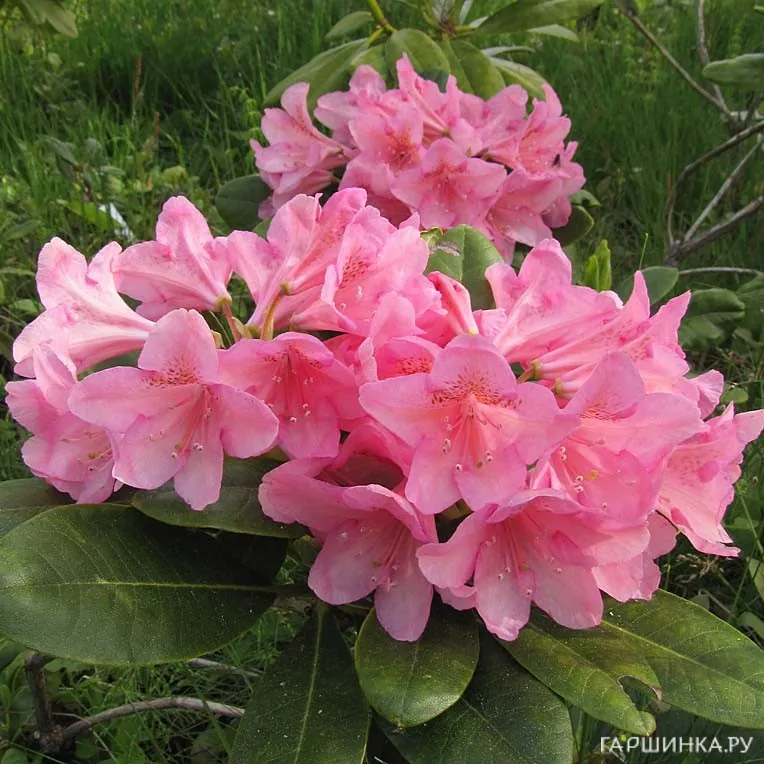 Рододендрон Хельсинский Университет гибридный