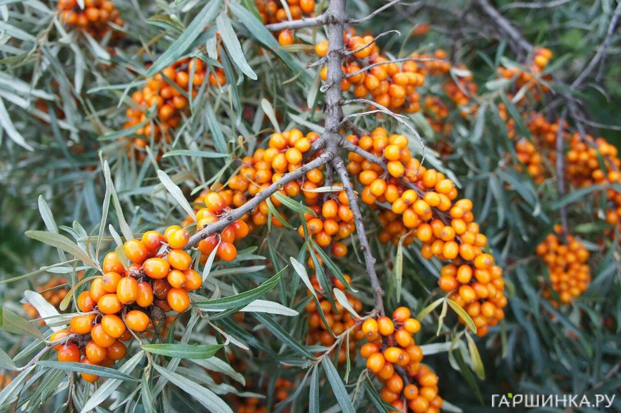 Облепиха Трофимовская