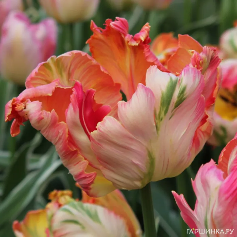 Тюльпан Априкот Пэррот попугайный 4шт