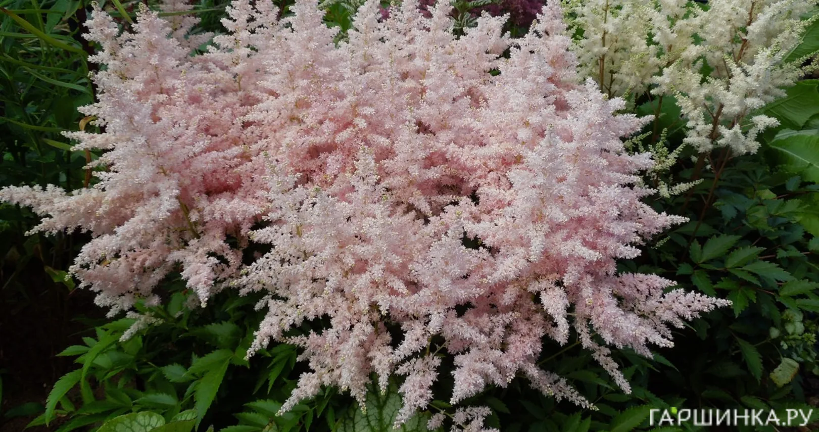 Астильба гибридная Юник Силвери Пинк
