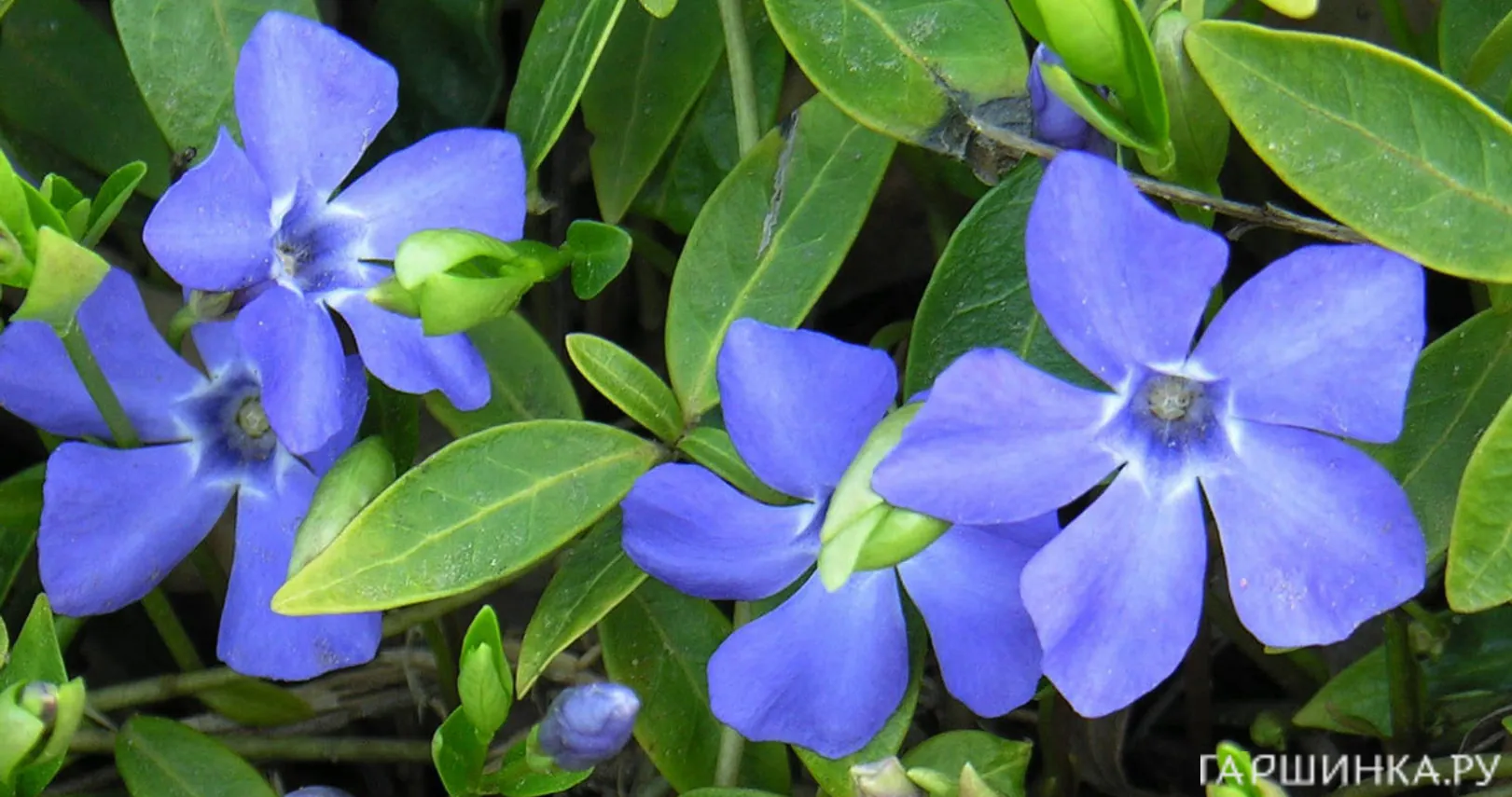 Барвинок малый Аргентеовариегата