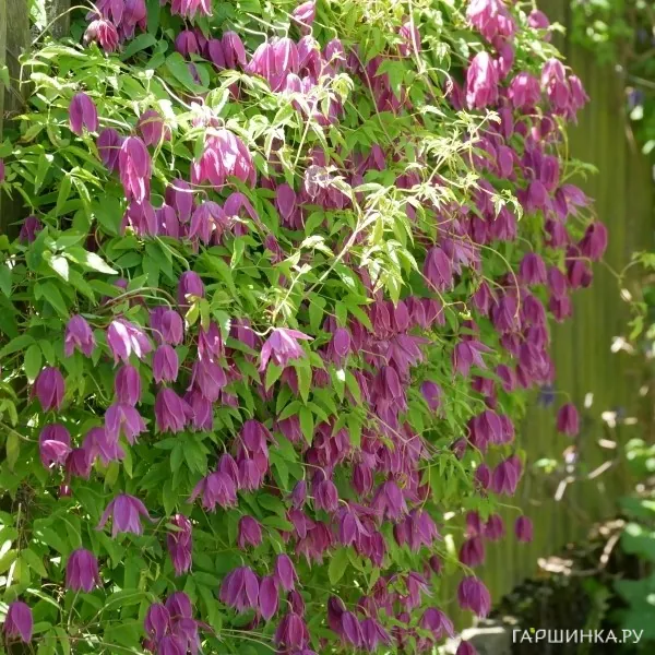 Клематис (Ломонос) альпийский рубиновый (1)