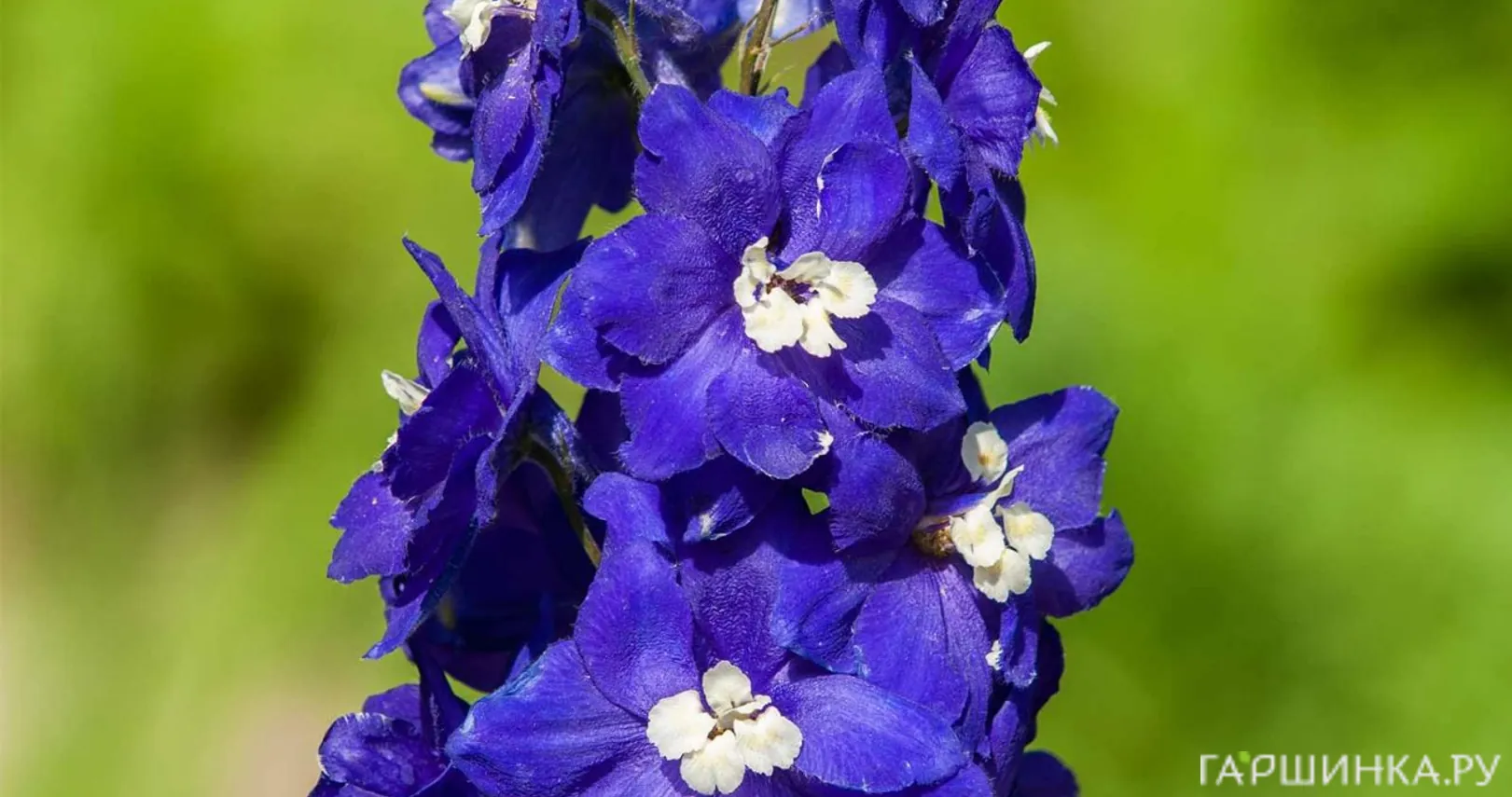 Дельфиниум Пацифик Джиант