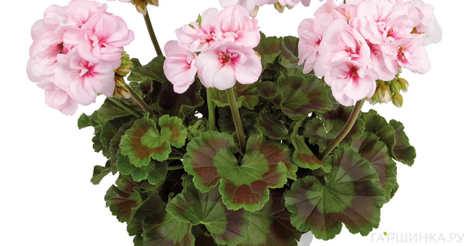 Пеларгония зональная Тоскана Эстель