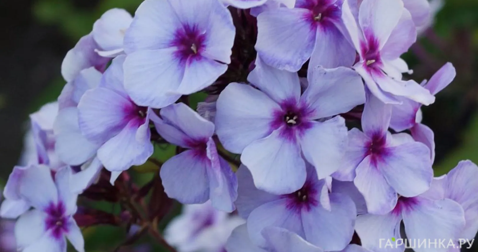 Флокс метельчатый Swizzle Blue