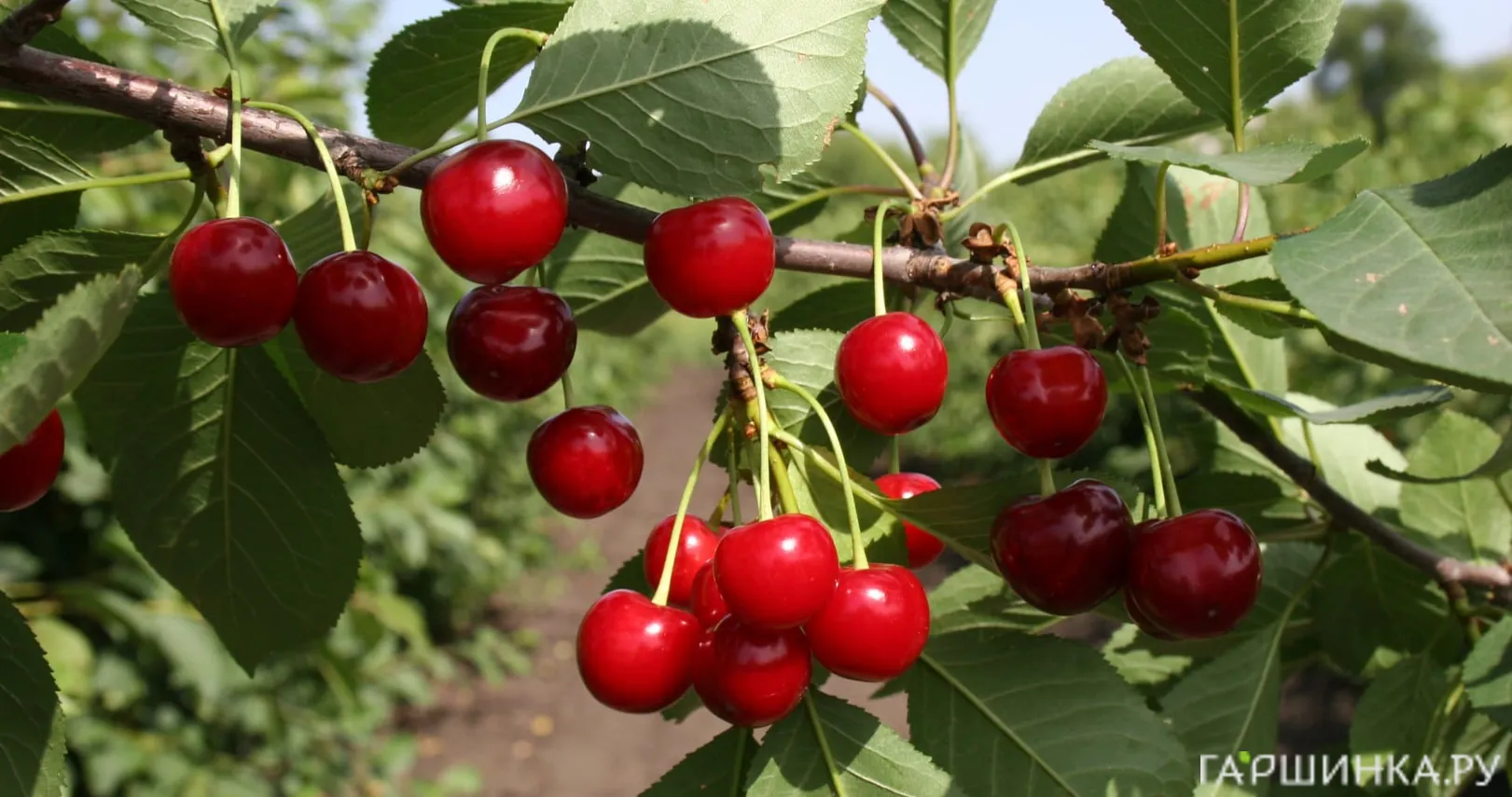 Вишня Причуда