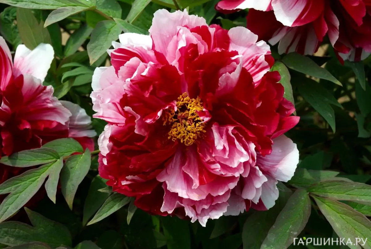 Пион древовидный Ред виз Пинк