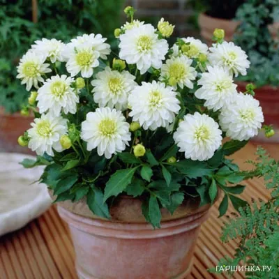 Георгина Геллери Арт Фейр бордюрная