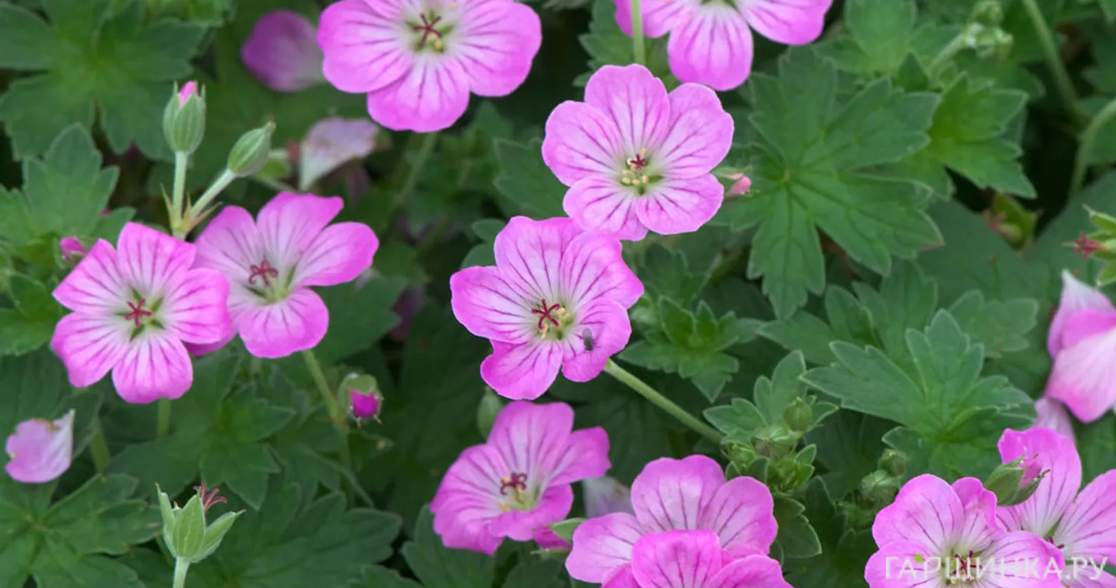 Герань гибридная Мейвис Симпсон