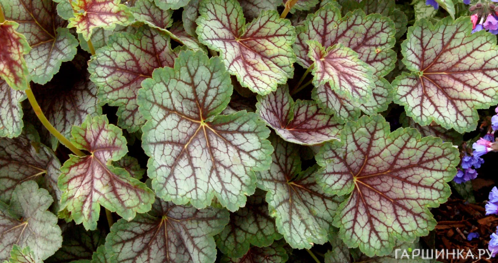 Гейхера Томас