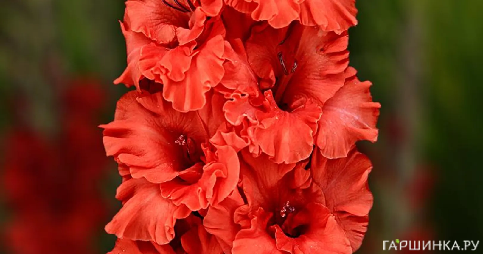 Гладиолус Файр Раффл