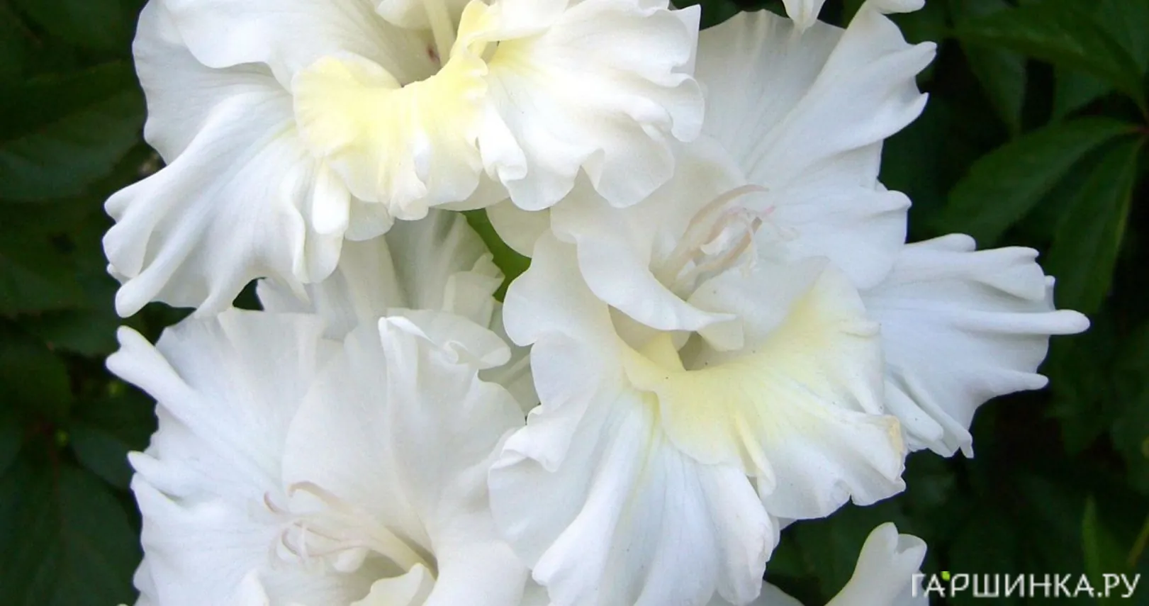 Гладиолус Сноуи Фриззл