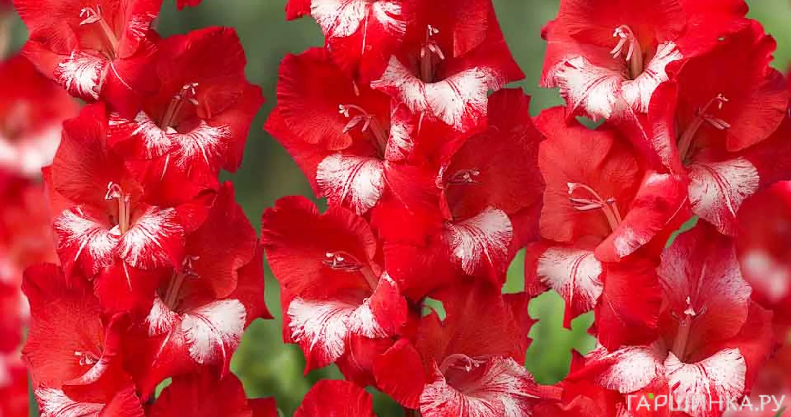 Гладиолус Спарклер