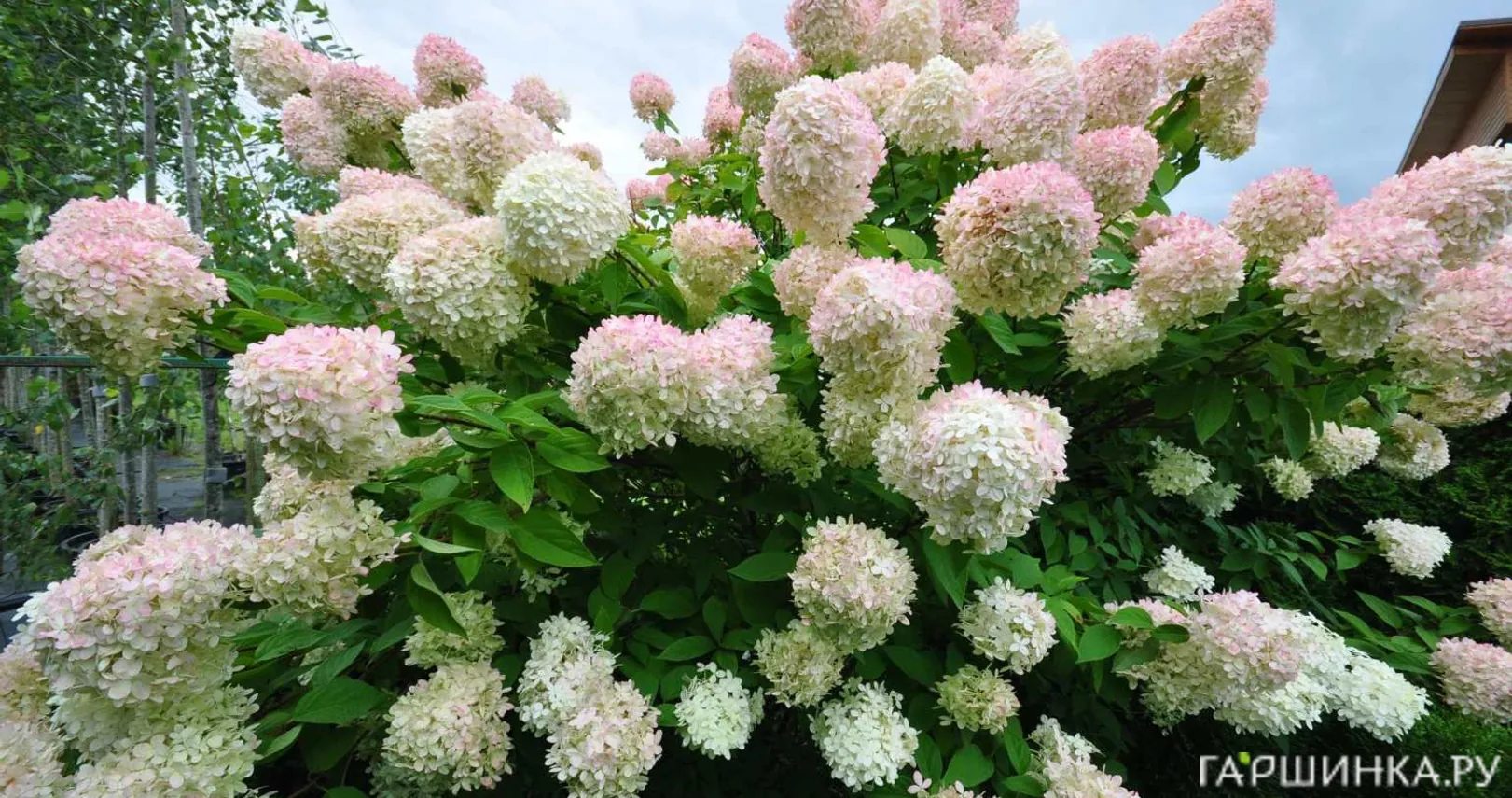 Гортензия Грандифлора (Крупноцветковая) метельчатая