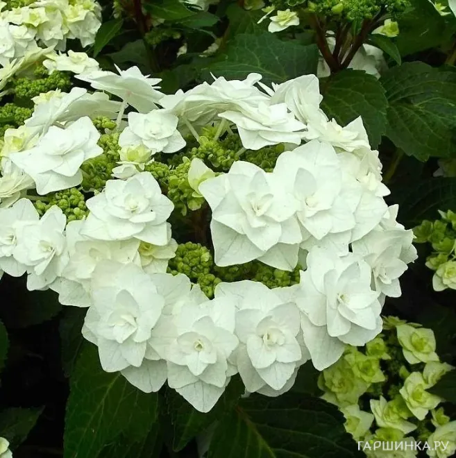 Гортензия Доппио Бьянко крупнолистная (макрофила)