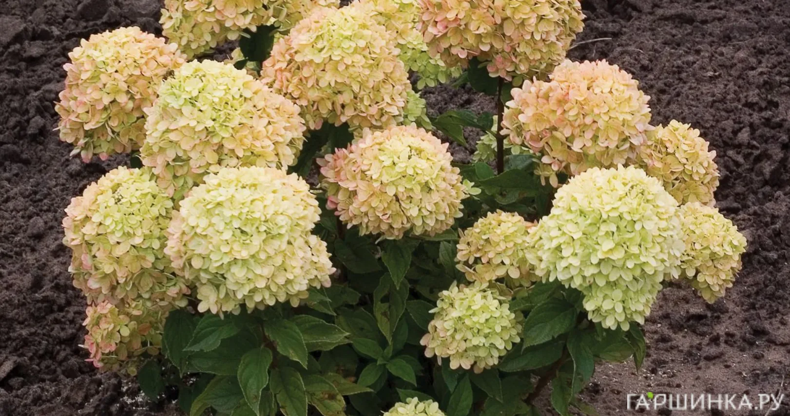 Гортензия Литл Лайм (Маленький Лайм) метельчатая