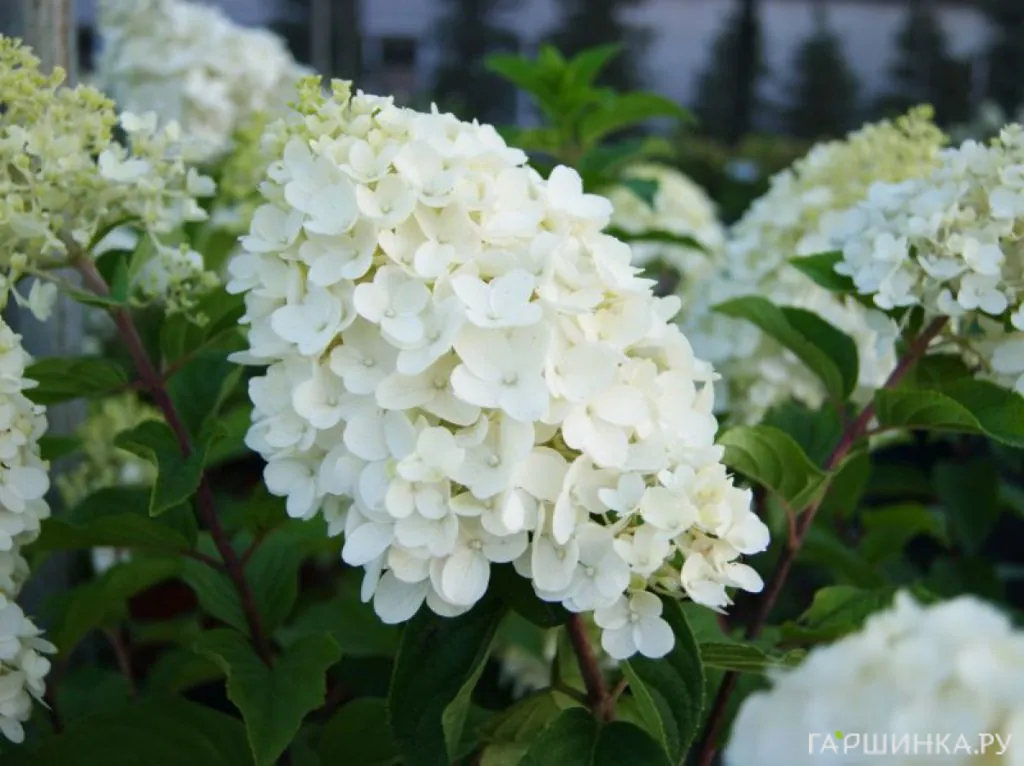 Гортензия Сильвер Доллар (Серебряный доллар) метельчатая